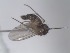  (Phronia disgrega - FinMyc187)  @12 [ ] Unspecified (default): All Rights Reserved (2011) Unspecified NHMO