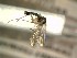  (Trichonta JS-spA - FinMyc465)  @12 [ ] Unspecified (default): All Rights Reserved (2012) Unspecified NHMO