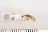  ( - FinMyc02)  @12 [ ] Copyright (2011) University of Oslo, Natural History Museum University of Oslo, Natural History Museum