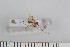  ( - FinMyc13)  @13 [ ] Copyright (2011) University of Oslo, Natural History Museum University of Oslo, Natural History Museum