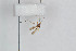  ( - FinMyc17)  @12 [ ] Copyright (2011) University of Oslo, Natural History Museum University of Oslo, Natural History Museum