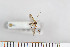  ( - FinMyc20)  @12 [ ] Copyright (2011) University of Oslo, Natural History Museum University of Oslo, Natural History Museum