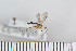  ( - FinMyc32)  @12 [ ] Copyright (2011) University of Oslo, Natural History Museum University of Oslo, Natural History Museum