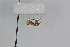  ( - FinMyc33)  @12 [ ] Copyright (2011) University of Oslo, Natural History Museum University of Oslo, Natural History Museum