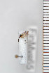  ( - FinMyc65)  @12 [ ] Copyright (2011) University of Oslo, Natural History Museum University of Oslo, Natural History Museum