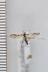  (Boletina lundbecki - FinMyc75)  @13 [ ] Copyright (2011) University of Oslo, Natural History Museum University of Oslo, Natural History Museum