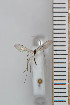  ( - FinMyc93)  @12 [ ] Copyright (2011) University of Oslo, Natural History Museum University of Oslo, Natural History Museum
