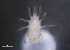  ( - BIOUG10943-F06)  @11 [ ] CreativeCommons - Attribution (2014) CBG Photography Group Centre for Biodiversity Genomics