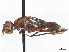  ( - debu01093908)  @11 [ ] CreativeCommons - Attribution (2023) CBG Photography Group Centre for Biodiversity Genomics