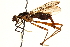  (Nudopeza tapanti - UGIC211-15)  @11 [ ] CreativeCommons - Attribution (2015) CBG Photography Group Centre for Biodiversity Genomics