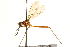  (Nudopeza yungasensis - UGIC212-15)  @11 [ ] CreativeCommons - Attribution (2015) CBG Photography Group Centre for Biodiversity Genomics