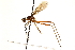  (Nudopeza mephitis - UGIC213-15)  @11 [ ] CreativeCommons - Attribution (2015) CBG Photography Group Centre for Biodiversity Genomics