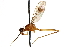  (Nudopeza duplitheca - UGIC222-15)  @11 [ ] CreativeCommons - Attribution (2015) CBG Photography Group Centre for Biodiversity Genomics