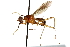  ( - UGIC227-15)  @11 [ ] CreativeCommons - Attribution (2015) CBG Photography Group Centre for Biodiversity Genomics