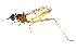  (Nudopeza cura - UGIC242-15)  @11 [ ] CreativeCommons - Attribution (2015) CBG Photography Group Centre for Biodiversity Genomics