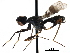  ( - CCDB-29054-B08)  @11 [ ] CreativeCommons - Attribution (2016) CBG Photography Group Centre for Biodiversity Genomics