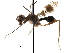  ( - CCDB-29054-B10)  @11 [ ] CreativeCommons - Attribution (2016) CBG Photography Group Centre for Biodiversity Genomics