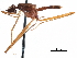  (Crosa petasibarba - Sample-demo43)  @11 [ ] CreativeCommons - Attribution (2018) CBG Photography Group Centre for Biodiversity Genomics