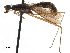  ( - Sample-demo53)  @11 [ ] CreativeCommons - Attribution (2018) CBG Photography Group Centre for Biodiversity Genomics