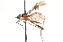  (Nudopeza nigriscutellum - UGIC100-15)  @11 [ ] CreativeCommons - Attribution (2015) CBG Photography Group Centre for Biodiversity Genomics