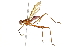 (Nudopeza cegex - UGIC182-15)  @11 [ ] CreativeCommons - Attribution (2015) CBG Photography Group Centre for Biodiversity Genomics