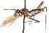  (Nudopeza ruficincta - UGIC186-15)  @11 [ ] CreativeCommons - Attribution (2015) CBG Photography Group Centre for Biodiversity Genomics
