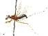  (Amapeza affinis - debu00150394)  @11 [ ] CreativeCommons - Attribution (2019) CBG Photography Group Centre for Biodiversity Genomics