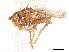  ( - DEBU00154354)  @11 [ ] CreativeCommons - Attribution (2020) CBG Photography Group Centre for Biodiversity Genomics