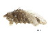  ( - debu00154358)  @11 [ ] CreativeCommons - Attribution (2018) CBG Photography Group Centre for Biodiversity Genomics