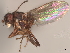  (Sclerocoelus binus - debu00165453)  @11 [ ] CreativeCommons - Attribution (2022) CBG Photography Group Centre for Biodiversity Genomics