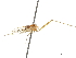  (Grallipeza convoluta - debu00186977)  @11 [ ] CreativeCommons - Attribution (2019) CBG Photography Group Centre for Biodiversity Genomics