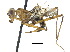  ( - debu00190538)  @11 [ ] CreativeCommons - Attribution (2018) CBG Photography Group Centre for Biodiversity Genomics