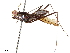  ( - debu00206315)  @11 [ ] CreativeCommons - Attribution (2019) CBG Photography Group Centre for Biodiversity Genomics