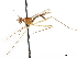  (Grallipeza paraplacida - debu00241796)  @11 [ ] CreativeCommons - Attribution (2019) CBG Photography Group Centre for Biodiversity Genomics