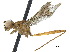  (Grallipeza pulchrifrons - debu00256917)  @11 [ ] CreativeCommons - Attribution (2018) CBG Photography Group Centre for Biodiversity Genomics