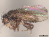  (Sclerocoelus nebulosus - debu00335515)  @11 [ ] CreativeCommons - Attribution (2022) CBG Photography Group Centre for Biodiversity Genomics
