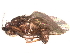  (Sclerocoelus frigidifrons - debu00339891)  @11 [ ] CreativeCommons - Attribution (2022) CBG Photography Group Centre for Biodiversity Genomics