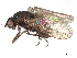  (Sclerocoelus longibarbus - DEBU00347832)  @11 [ ] CreativeCommons - Attribution (2020) CBG Photography Group Centre for Biodiversity Genomics