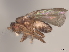  (Sclerocoelus alpinus - debu00366578)  @11 [ ] CreativeCommons - Attribution (2022) CBG Photography Group Centre for Biodiversity Genomics