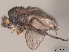  (Sclerocoelus lazulita - debu00368027)  @11 [ ] CreativeCommons - Attribution (2022) CBG Photography Group Centre for Biodiversity Genomics