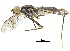  (Nudopeza trinidadensis - debu00379990)  @11 [ ] CreativeCommons - Attribution (2018) CBG Photography Group Centre for Biodiversity Genomics