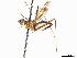  (Grallipeza angustivitta - debu00380014)  @11 [ ] CreativeCommons - Attribution (2019) CBG Photography Group Centre for Biodiversity Genomics