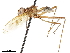  (Grallipeza nigrinata - debu00388291)  @11 [ ] CreativeCommons - Attribution (2019) CBG Photography Group Centre for Biodiversity Genomics