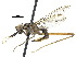  (Nudopeza mexicana - debu01088965)  @11 [ ] CreativeCommons - Attribution (2018) CBG Photography Group Centre for Biodiversity Genomics