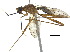  (Nudopeza nudarcuata - debu01088976)  @11 [ ] CreativeCommons - Attribution (2018) CBG Photography Group Centre for Biodiversity Genomics
