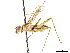  (Grallipeza quadritheca - debu01089010)  @11 [ ] CreativeCommons - Attribution (2019) CBG Photography Group Centre for Biodiversity Genomics
