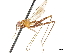  (Grallipeza abeja - debu01089014)  @11 [ ] CreativeCommons - Attribution (2019) CBG Photography Group Centre for Biodiversity Genomics