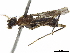  (Amapeza tricincta - debu01089061)  @11 [ ] CreativeCommons - Attribution (2020) CBG Photography Group Centre for Biodiversity Genomics