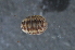  (Glomeridella bitaeniata - BC ZSM MYR 00004)  @12 [ ] CreativeCommons - Attribution Non-Commercial Share-Alike (2010) Unspecified SNSB, Zoologische Staatssammlung Muenchen