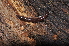  (Mastigophorophyllidae - BC ZSM MYR 00062)  @14 [ ] CreativeCommons - Attribution Non-Commercial Share-Alike (2010) Unspecified SNSB, Zoologische Staatssammlung Muenchen